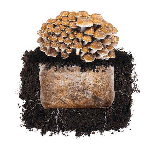 Chestnut 'Plant & Grow' Garden Block